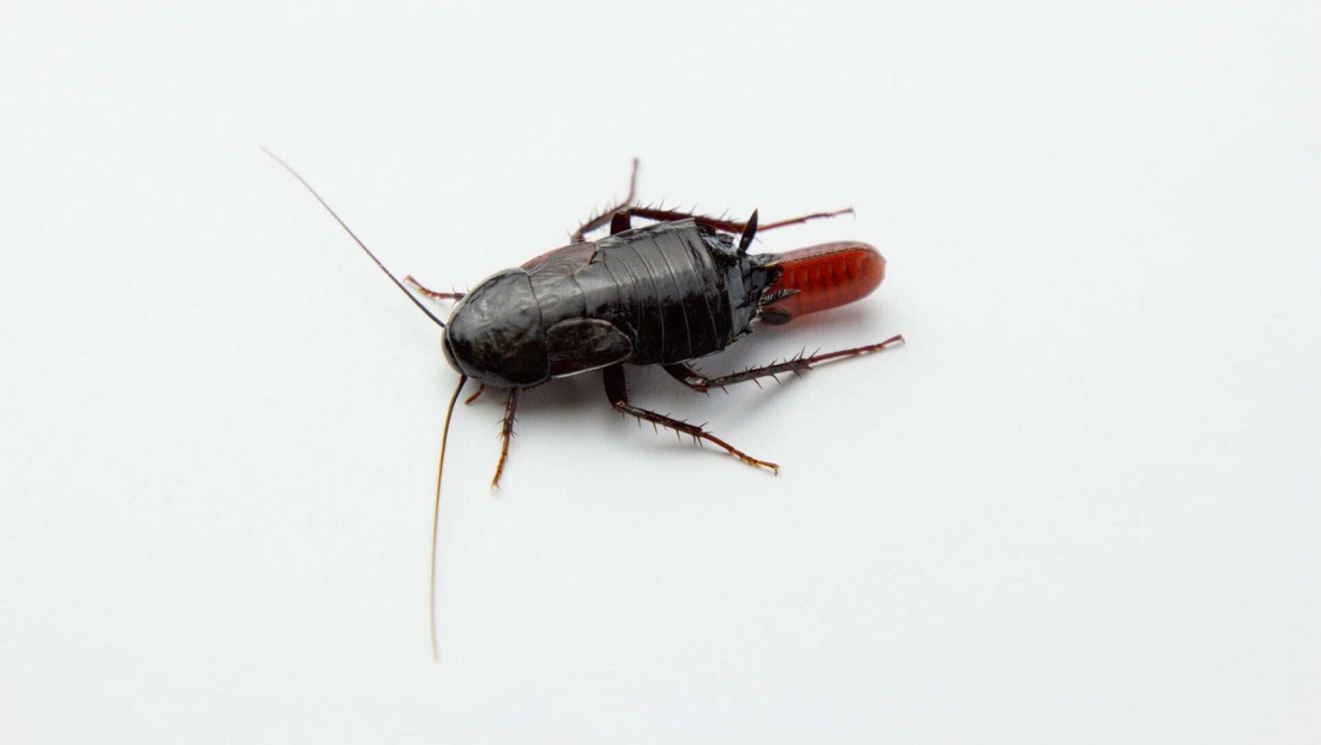 Red pregnant cockroach